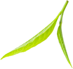 bio-balanced-organics-Leaf-8