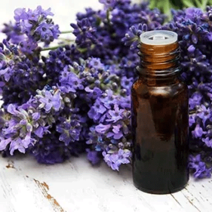 lavender essential oil
